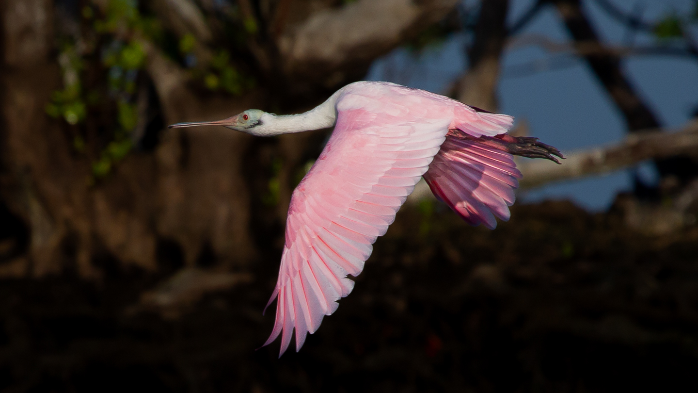 2nd PrizeNature In Class 3 By Chuck Payette For Southern Spoonbill DEC-2021.jpg
